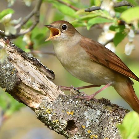 Fewo Im Naturschutzgebiet Hiddenhausen エクステリア 写真