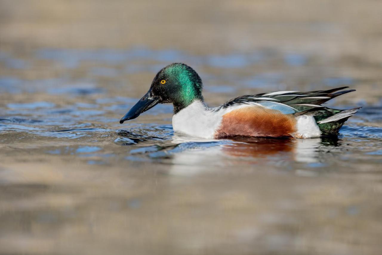 Fewo Im Naturschutzgebiet Hiddenhausen エクステリア 写真