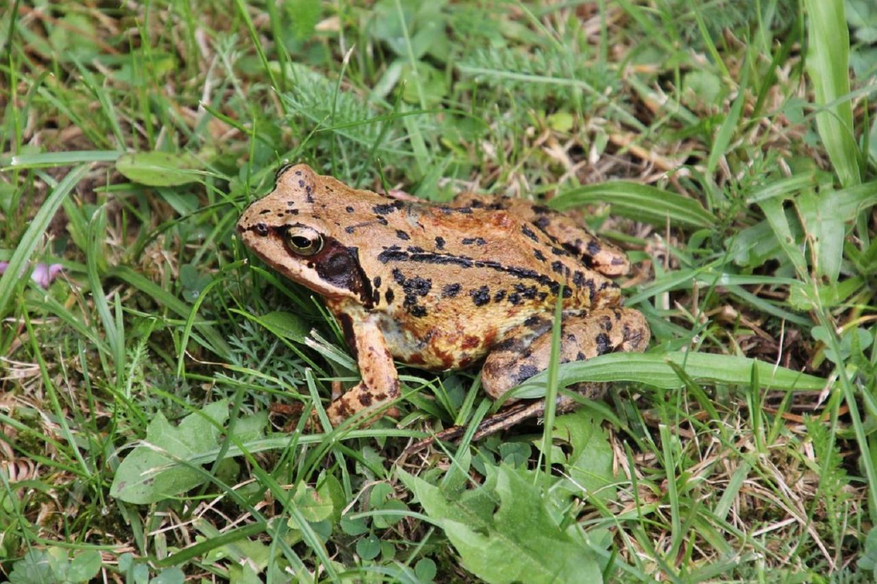 Fewo Im Naturschutzgebiet Hiddenhausen エクステリア 写真