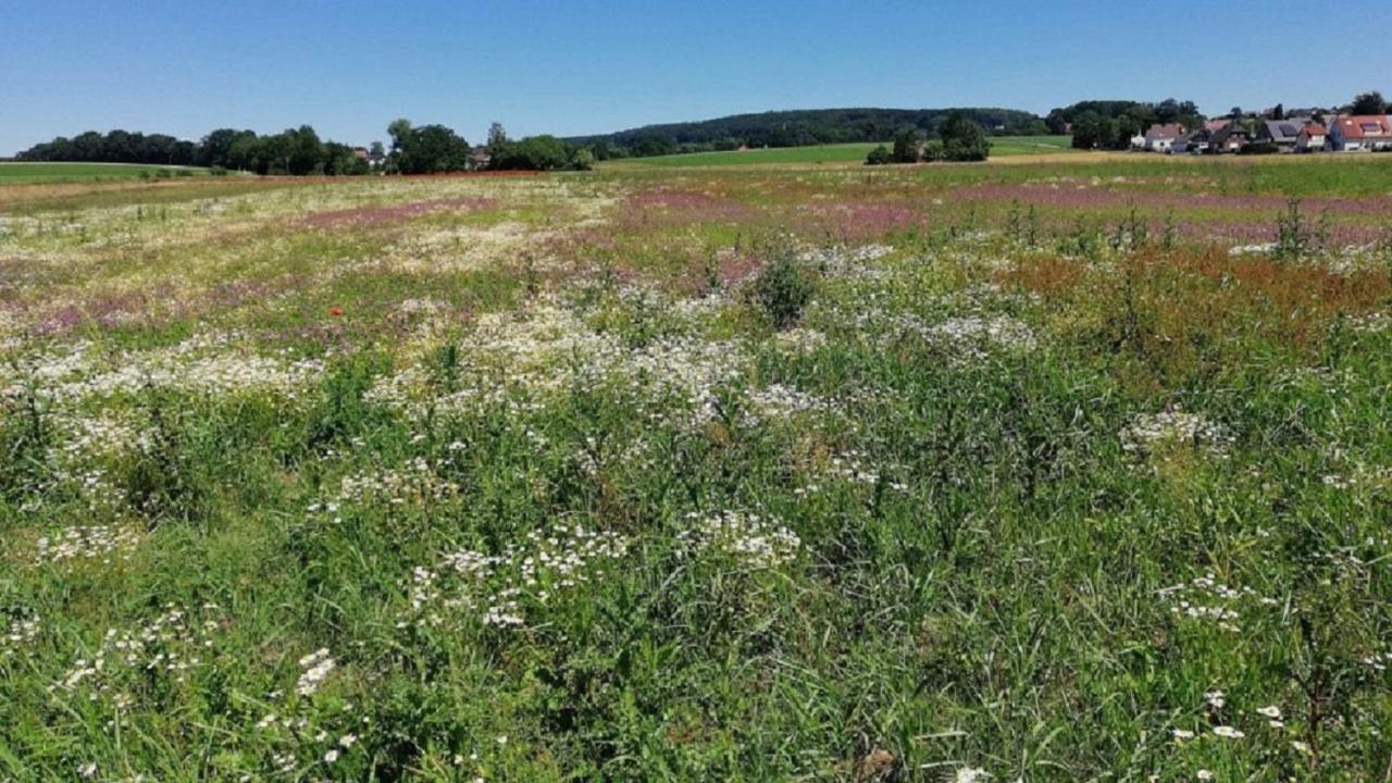 Fewo Im Naturschutzgebiet Hiddenhausen エクステリア 写真