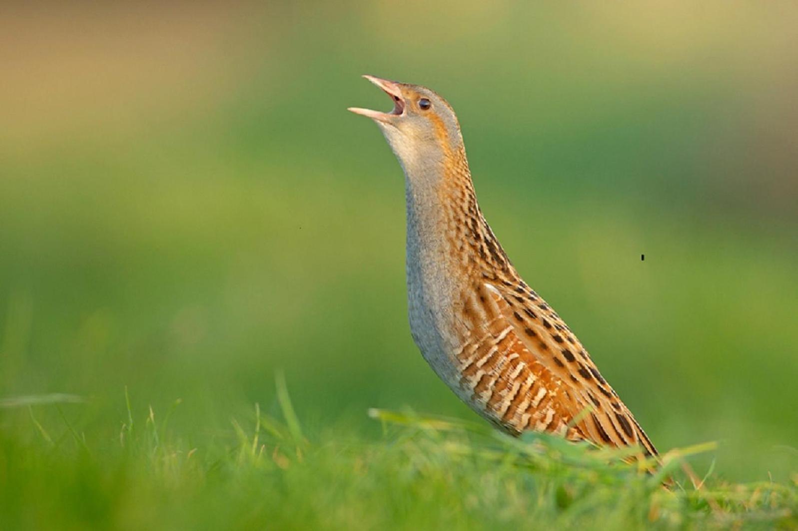 Fewo Im Naturschutzgebiet Hiddenhausen エクステリア 写真