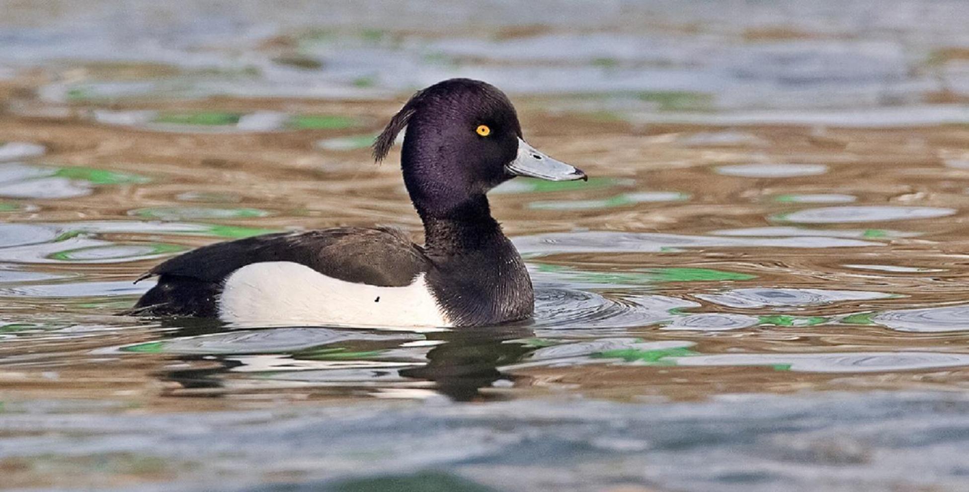 Fewo Im Naturschutzgebiet Hiddenhausen エクステリア 写真